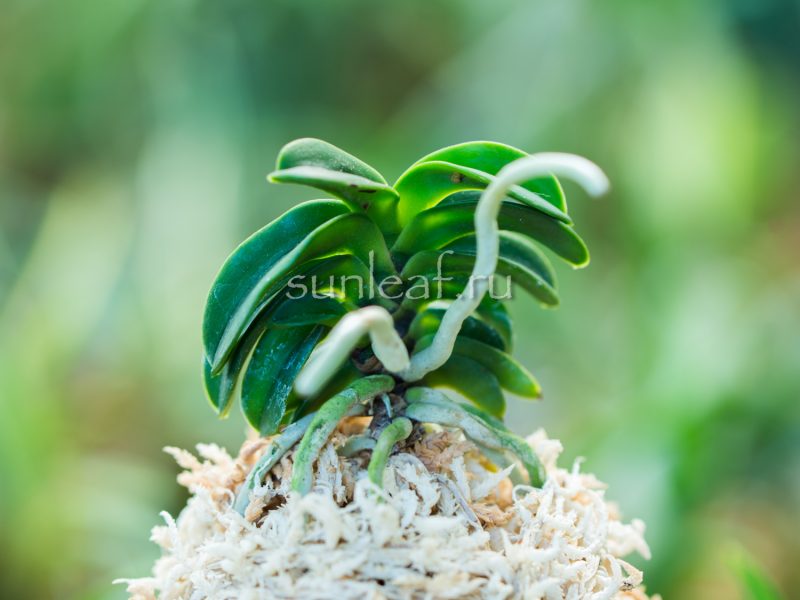 Неофинетия СЭЙКАЙ 青海 neofinetia Seikai