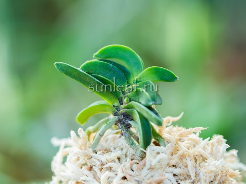 Неофинетия СЭЙКАЙ 青海 neofinetia Seikai