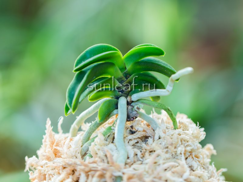 Неофинетия СЭЙКАЙ 青海 neofinetia Seikai