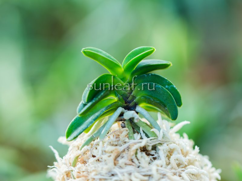 Неофинетия СЭЙКАЙ 青海 neofinetia Seikai