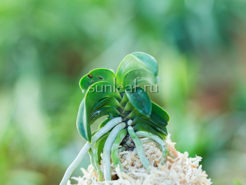 Неофинетия СЭЙКАЙ 青海 neofinetia Seikai