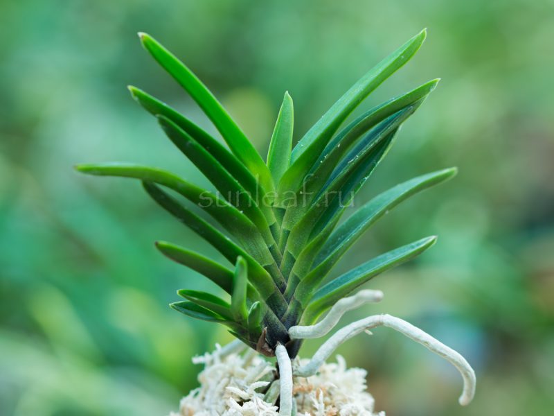 СЭКИРЕИ 鶺鴒 neofinetia Sekirei