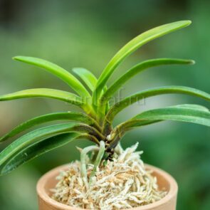 КАРА НИСИКИ 당금 唐錦 neofinetia Karanishiki