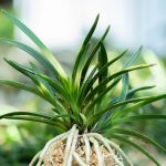 КЁКУСЁ 욱승 旭昇 neofinetia Kyokusho