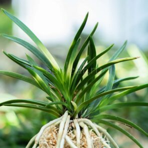 КЁКУСЁ 욱승 旭昇 neofinetia Kyokusho