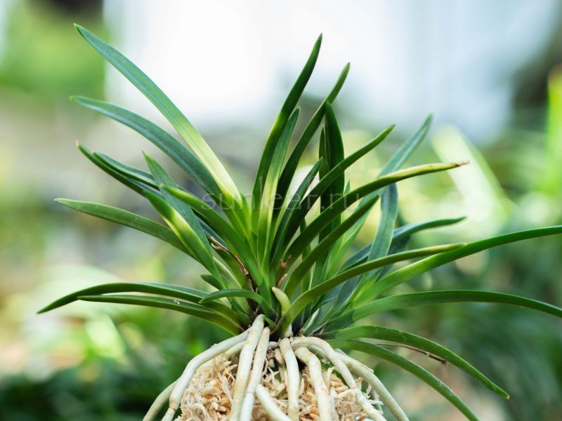 КЁКУСЁ 욱승 旭昇 neofinetia Kyokusho