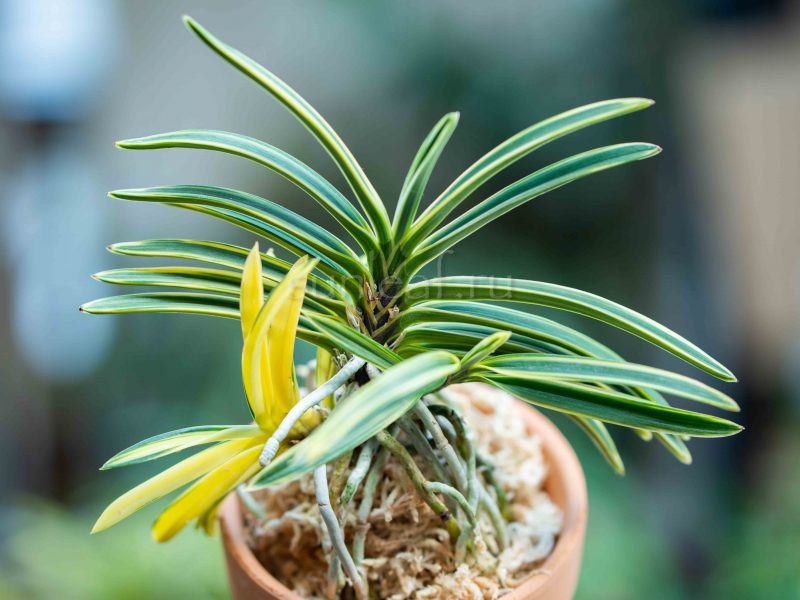 НИСИДЭМИЯКО + МАНАЗУРУ 西出都/真鶴 neofinetia Nishidemiyako+Manazuru