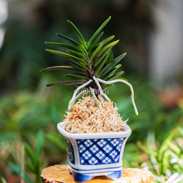 неофинетия Вонхё 원효 元曉 neofinetia Wonhyo