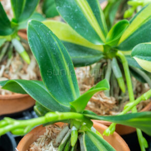 나도풍란호 sedirea shima седирея сима