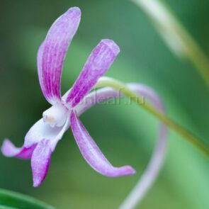 ХОНЧУН 홍춘 紅春 neofinetia Hongchun