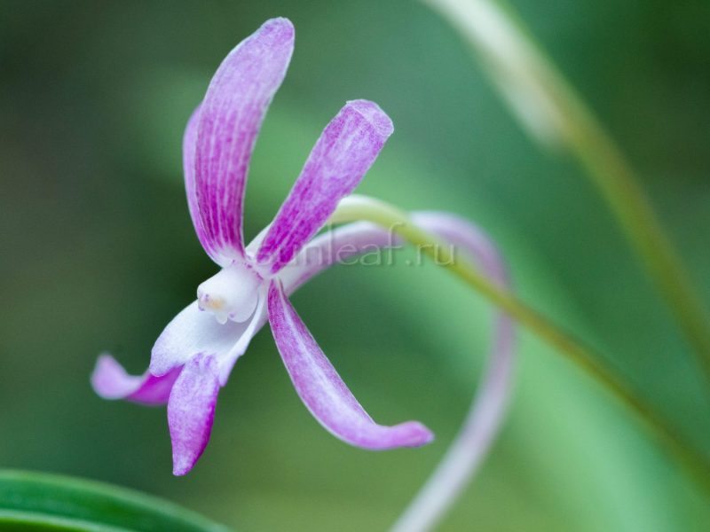 ХОНЧУН 홍춘 紅春 neofinetia Hongchun