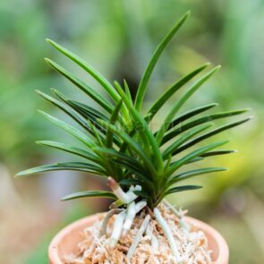 ЁРОЙДОСИ 개통 鎧通 neofinetia Yoroidoshi