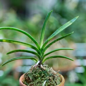 БЭНИ БОТАРУ 홍형 紅蛍 neofinetia Benibotaru