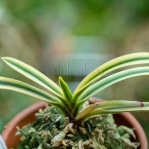 МАНГЭЦУ 富貴蘭 満月 만월 neofinetia Mangetsu