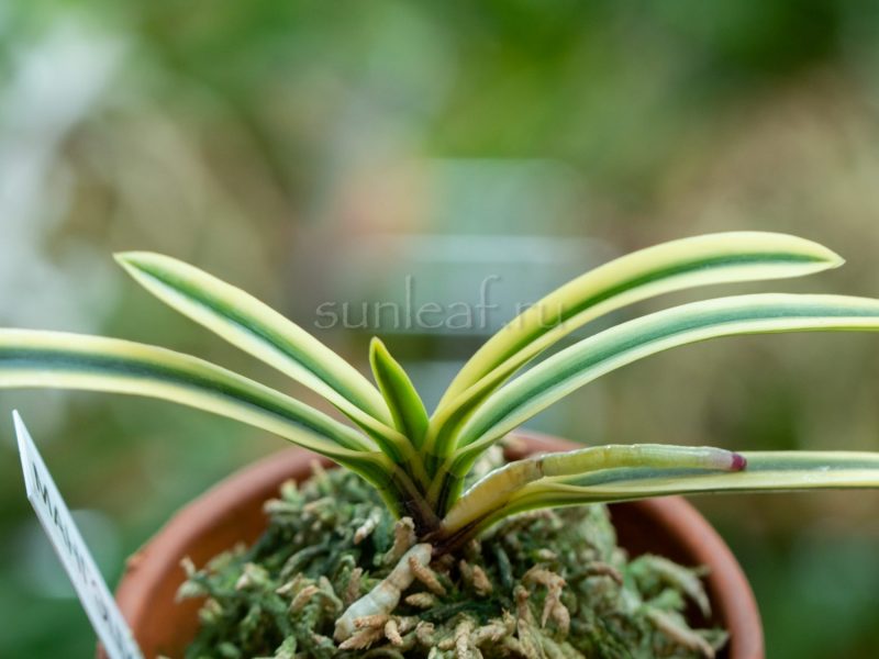 МАНГЭЦУ 富貴蘭 満月 만월 neofinetia Mangetsu