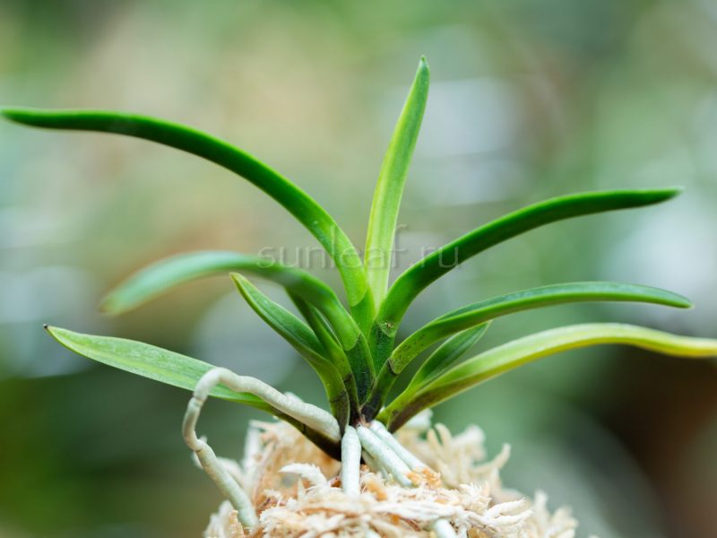 Юмэ Ботан 夢牡丹 neofinetia YUME-BOTAN