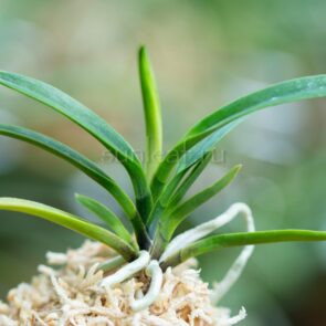 Юмэ Ботан 夢牡丹 neofinetia YUME-BOTAN