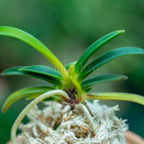 neofinetia-kingyokubotan