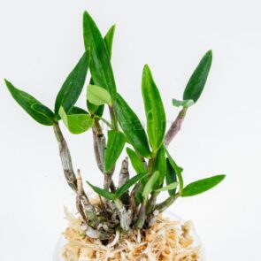 dendrobium-cheonsahwan