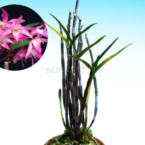 dendrobium-moniliforme-benisuzume