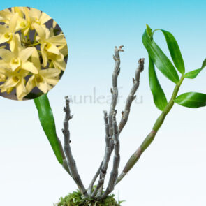 dendrobium-moniliforme-kogetsu