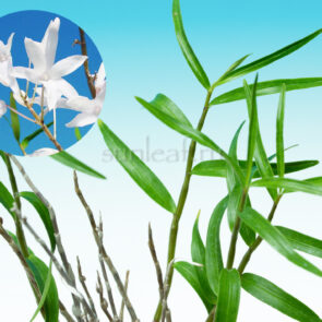 dendrobium-moniliforme-shibuki