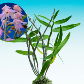 dendrobium-moniliforme-suzukahime