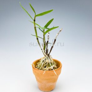 dendrobium moniliforme Tenshiko