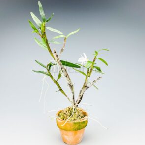 Тэнсико 天紫晃 dendrobium moniliforme Tenshiko