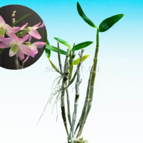 dendrobium-torinka