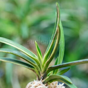 neofinetia-shinkotou