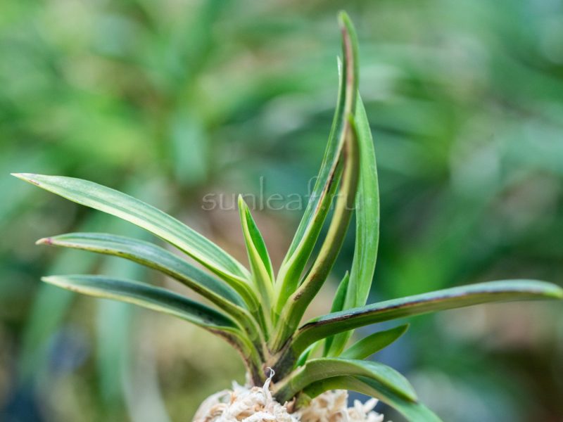 neofinetia-shinkotou