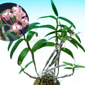 dendrobium-moniliforme-himekabuto