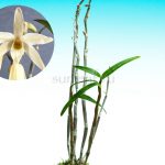 Дендробиум монилиформе Ки-но-Шираито