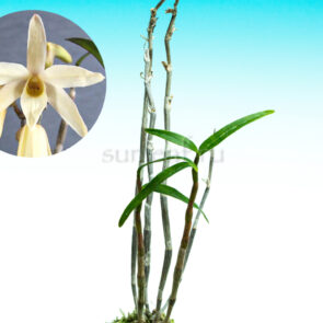 Дендробиум монилиформе Ки-но-Шираито