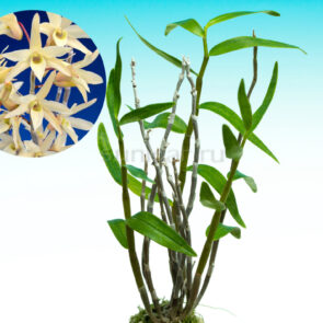 dendrobium-moniliforme-Kisekko