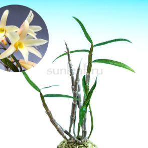 dendrobium-moniliforme-kishuhonki