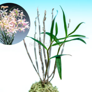 dendrobium-moniliforme-kitcho