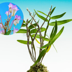 Дендробиум монилиформе Миякодори