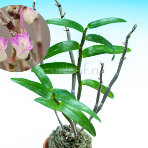 dendrobium-moniliforme-miyakohime