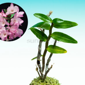 Дендробиум монилиформе Мурасаки Конго 紫金剛