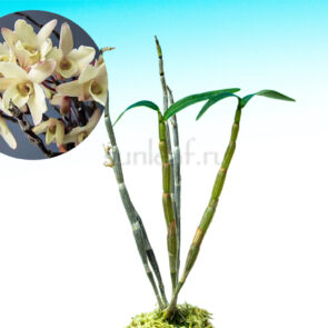 Дендробиум монилиформе Нанзан-но-Цуке