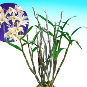 Дендробиум монилиформе Номура 野村 dendrobium moniliforme Nomura