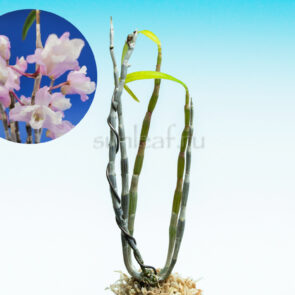 Дендробиум монилиформе Рёма Ryoma