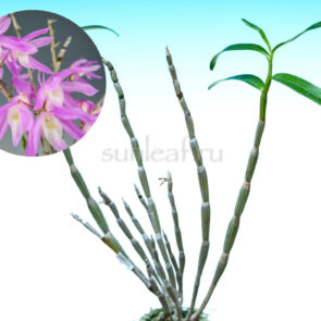 Дендробиум монилиформе Суико 翠紅 dendrobium moniliforme Suiko