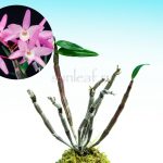 dendrobium moniliforme Tatsutahime