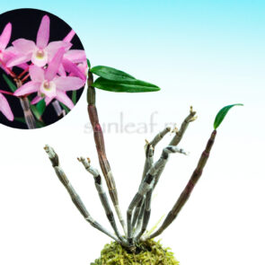 dendrobium moniliforme Tatsutahime