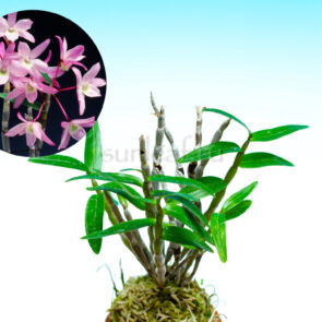dendrobium-moniliforme-touen