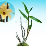 Дендробиум монилиформе Ясиро Yashiro