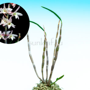 Дендробиум монилиформе Юмедоно 夢殿 dendrobium moniliforme Yumedono